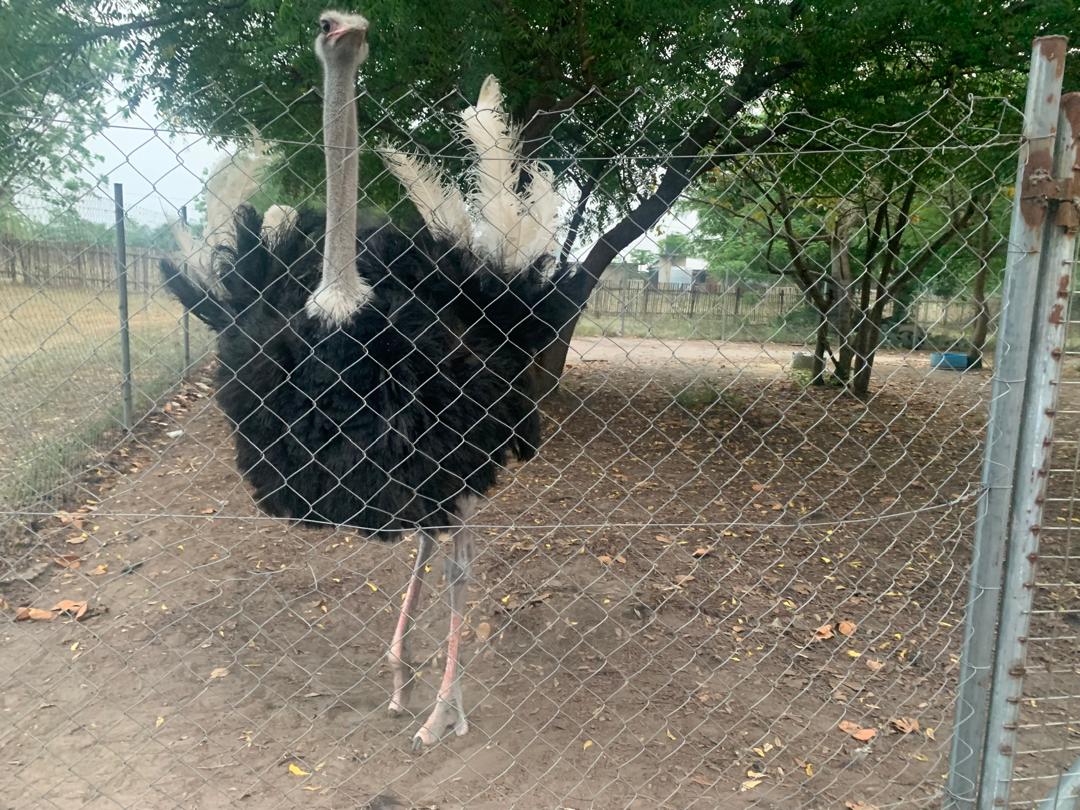 Ostrich
